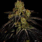 🎁 Grape Ape Seeds (100% off)